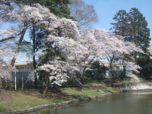 豆汽車付近の桜